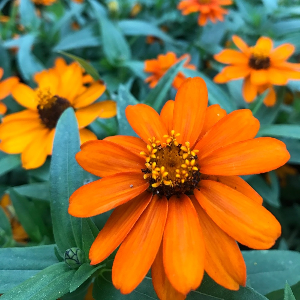 Meet your Posher, Florencia